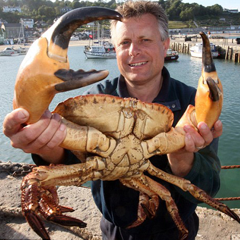 North Sea Giant Crab